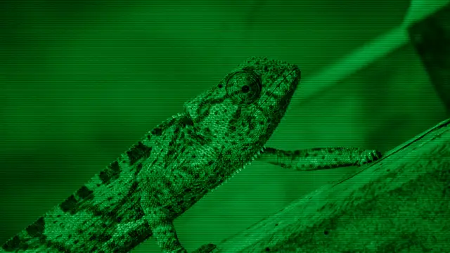 Close-up of a green chameleon, evoking the openSUSE chameleon mascot